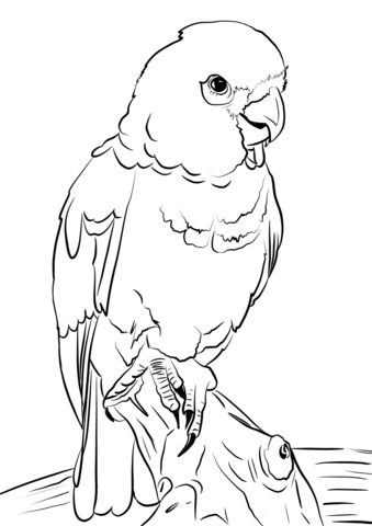 Goffin Cockatoo Coloring Page